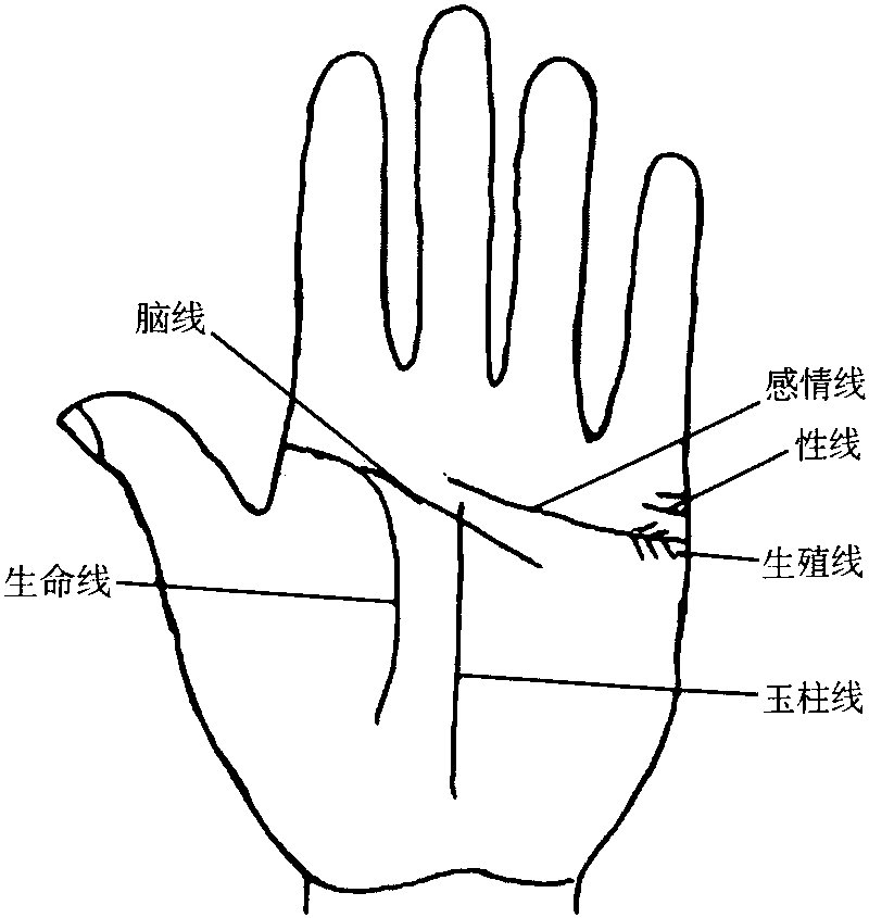 正常六種掌紋線